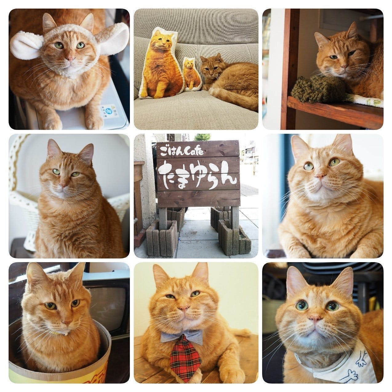 京都、防空壕が残る築130年の町家を引き継ぎ、猫達を守るカフェを復活させたい！_2